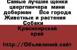 Самые лучшие щенки цвергпинчера (мини доберман) - Все города Животные и растения » Собаки   . Красноярский край